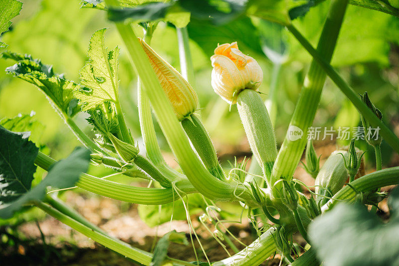 菜园里的蔬菜。开花的西葫芦/西葫芦。